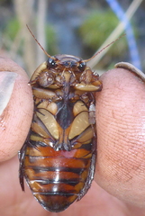 Dytiscus fasciventris