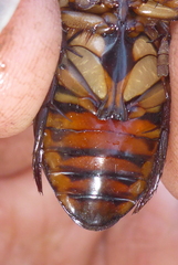 Dytiscus fasciventris