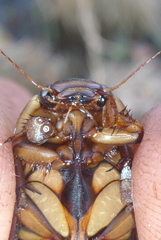 Dytiscus fasciventris