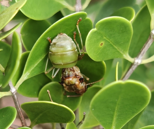 Asian Weaver Ant
