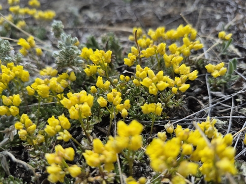 Draba oligosperma, photograph 1