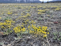 Draba oligosperma, photograph (c) Syd Cannings, some rights reserved (CC BY)