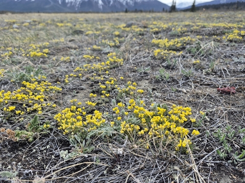 Draba oligosperma, photograph 3