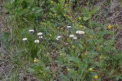 Erigeron eriocephalus