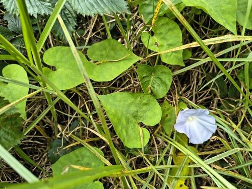 Ipomoea indica observed 2026-05-27