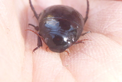 Ilybiosoma seriatum