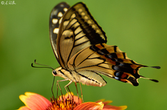 Papilio machaon hippocrates