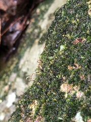 Ptychostomum cellulare