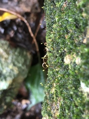 Ptychostomum cellulare