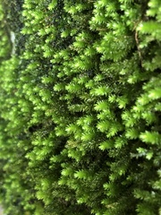 Ptychostomum cellulare