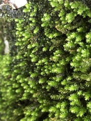 Ptychostomum cellulare