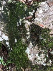 Ptychostomum cellulare