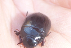 Ilybiosoma seriatum