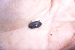 Ilybiosoma seriatum