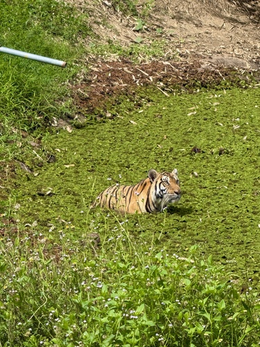 Bengal Tiger