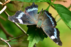 Kaniska canace nojaponicum