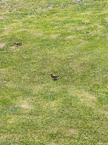 Common Hoopoe