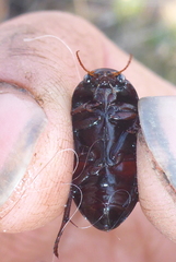 Ilybiosoma seriatum