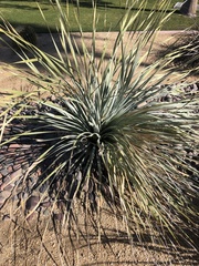 Nolineae