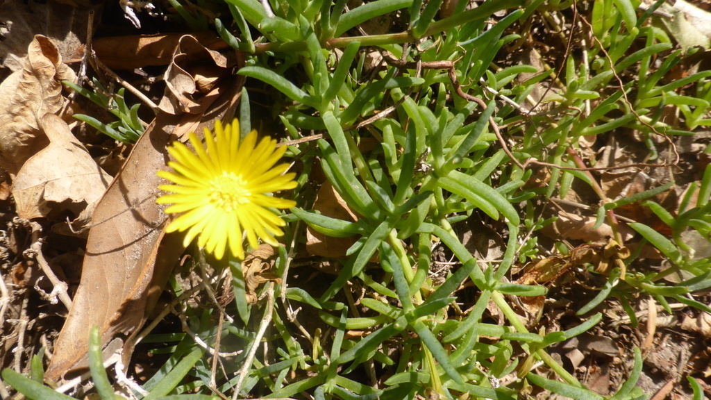 Malephora luteola