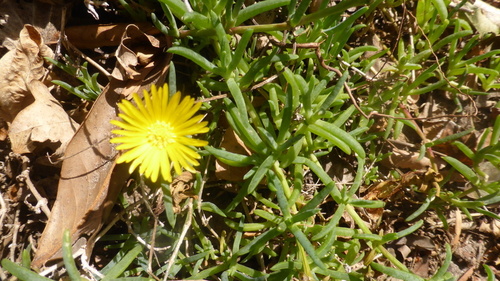 Hymenocyclus luteolus (Haw.) Schwantes 3