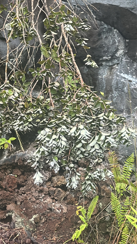 Metrosideros polymorpha observed 2026-05-27