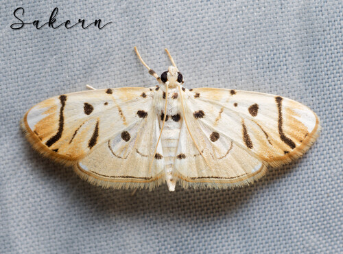 Pycnarmon radiata