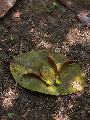 Hopea odorata observed 2026-05-28