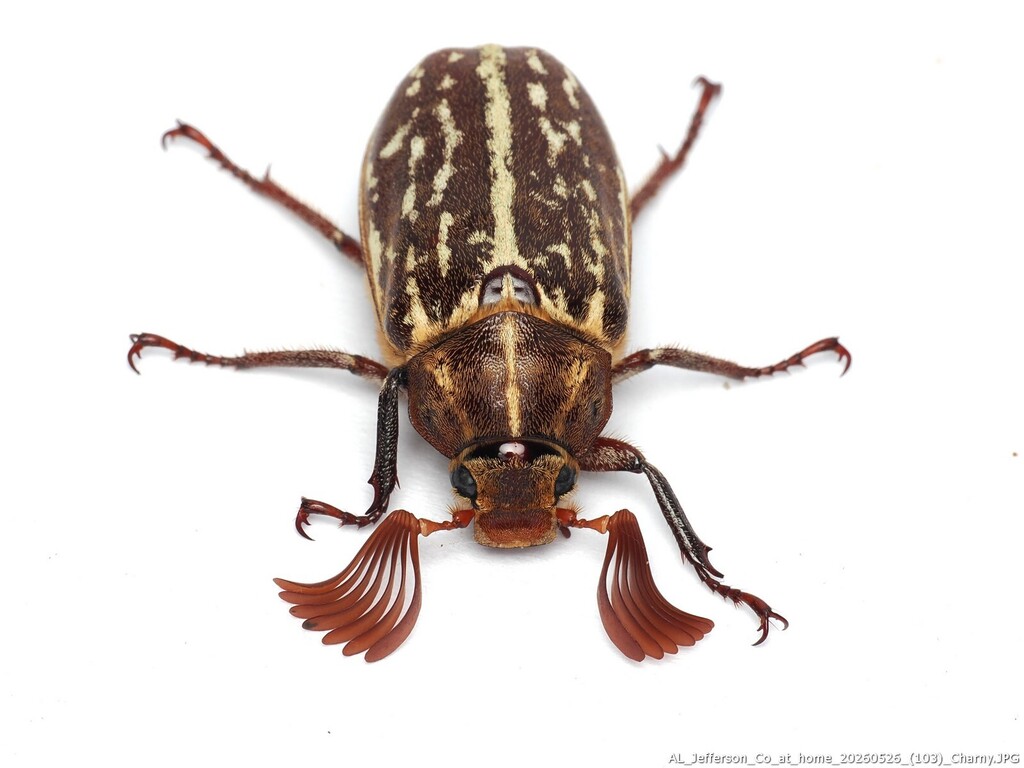 High Mountain June Beetle