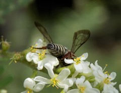 Synocoelioxys