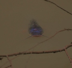 Ictalurus punctatus