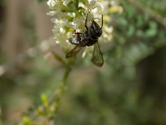 Synocoelioxys