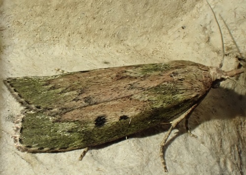 Bee Moth, Graafland, Groot-Ammers, South Holland, NL, photo 8 of 10