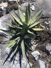 Agave xylonacantha