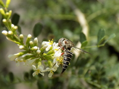 Synocoelioxys