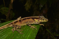 Anolis fitchi