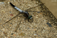 Orthetrum albistylum