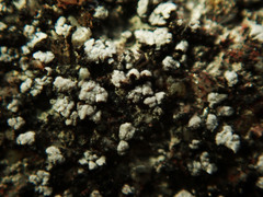Acarospora moenium