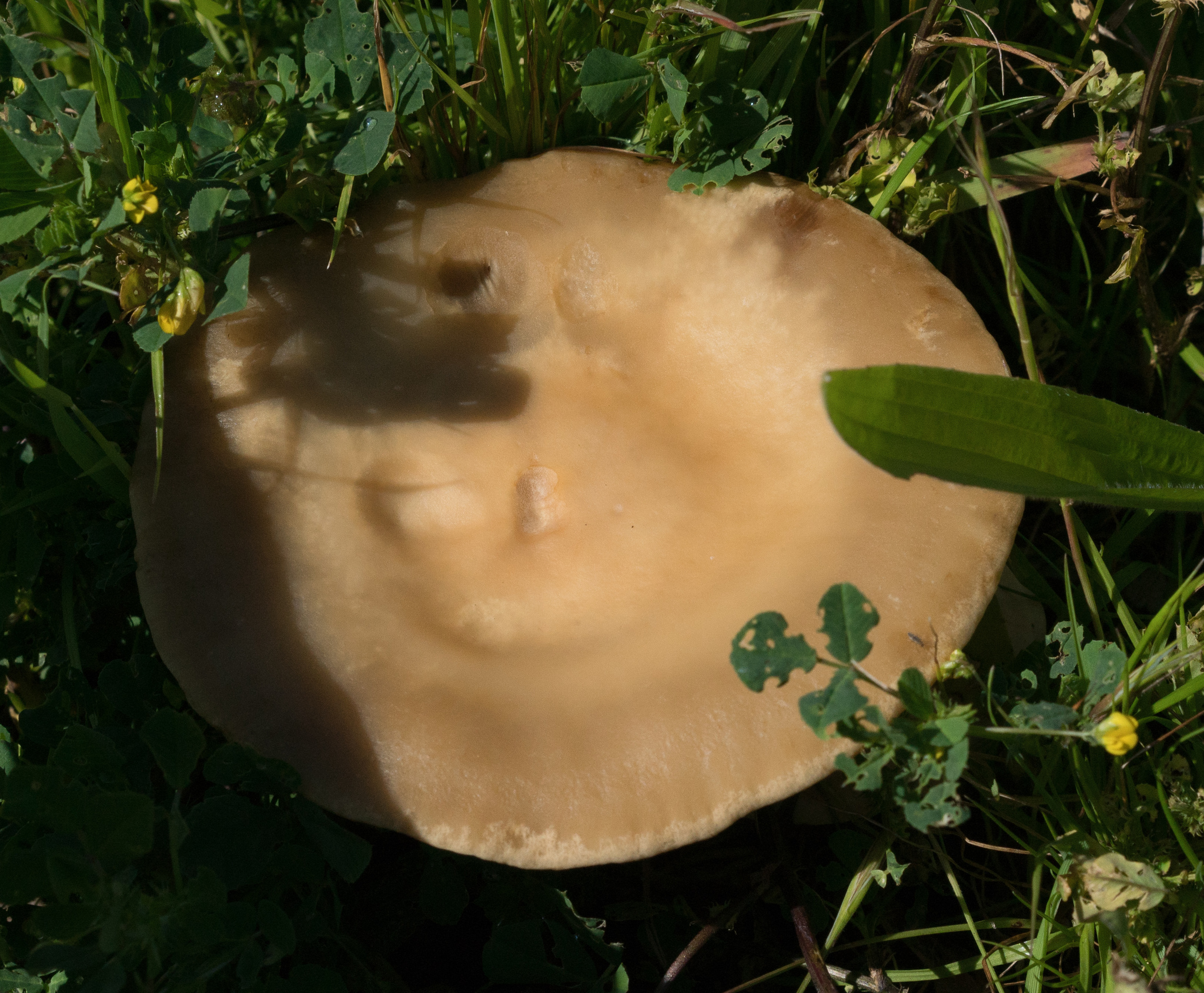 Agrocybe putaminum image