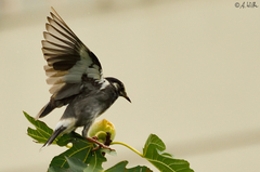 Spodiopsar cineraceus