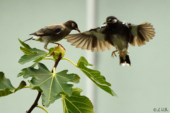 Spodiopsar cineraceus