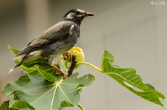 Spodiopsar cineraceus