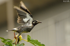 Spodiopsar cineraceus