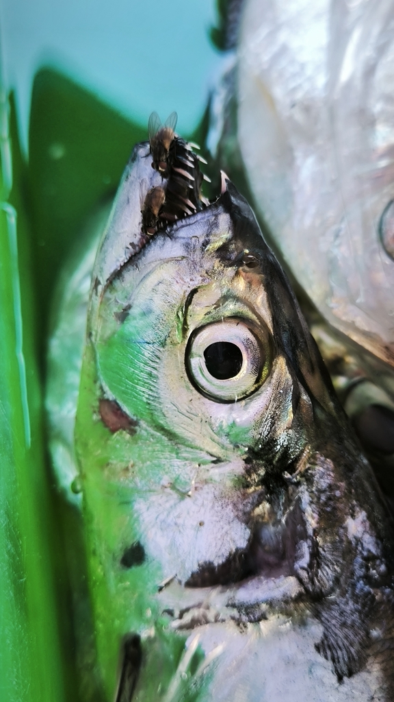 Blackfin wolf herring (Chirocentrus dorab)