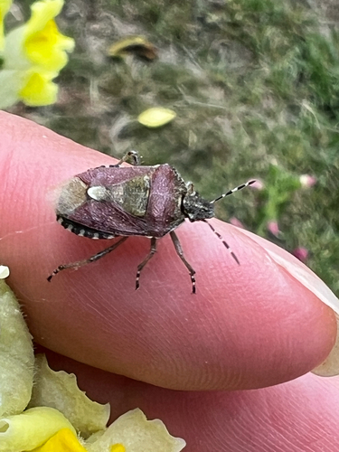 Sloe Bug