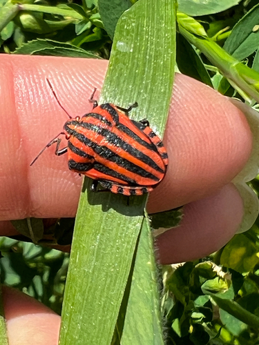 Continental Striped Shield Bug