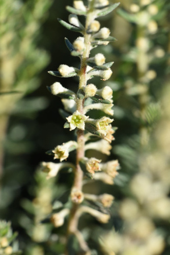 Phylica axillaris, photograph 3