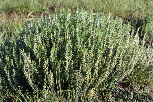 Phylica axillaris, photograph 4