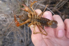 Lacunicambarus nebrascensis