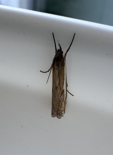 Scarce Grass-veneer